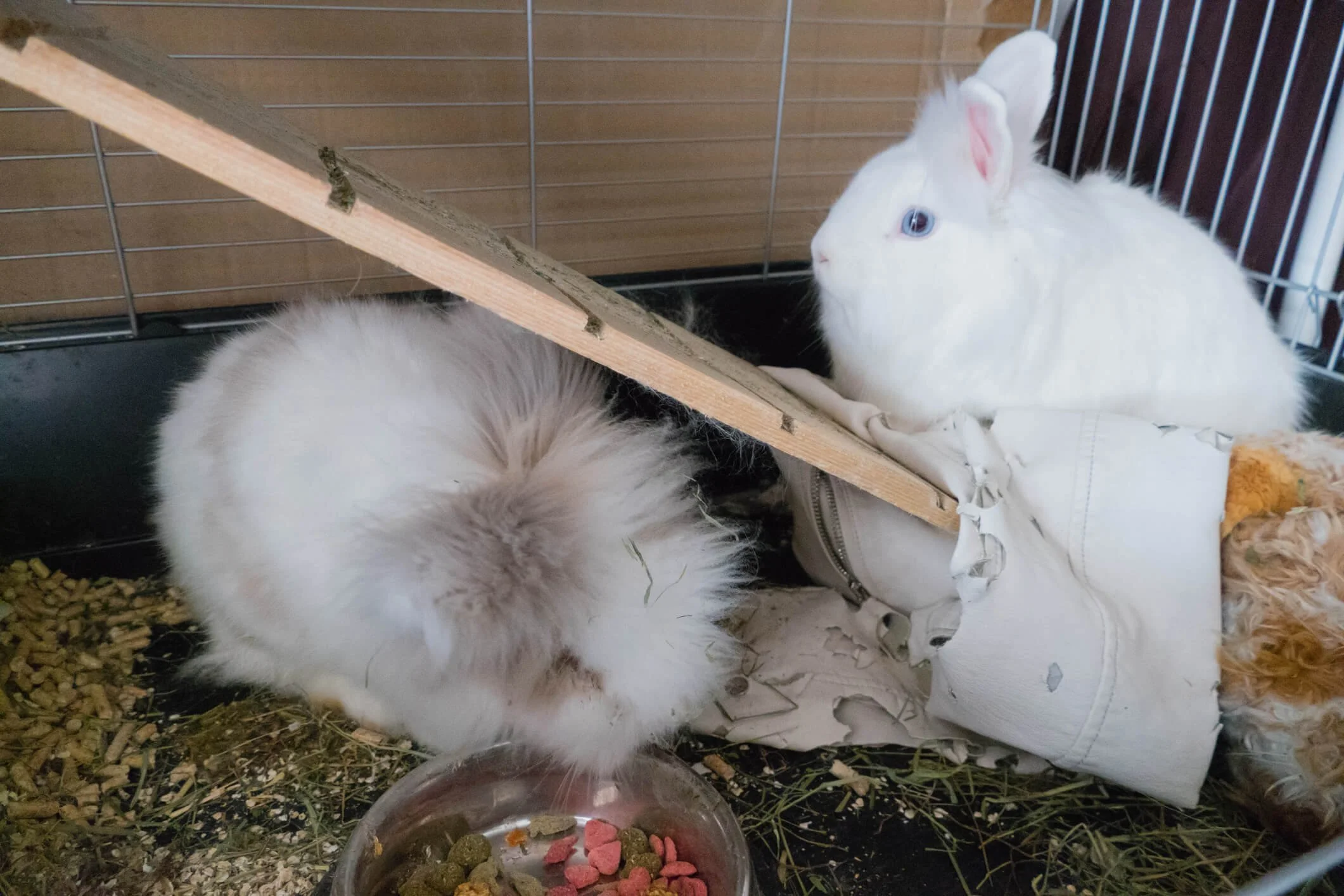 Best bedding online for angora rabbits